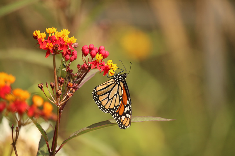 Monarch by Liz Hextall